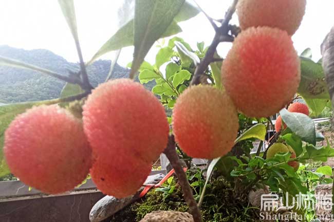 嘉會(huì)紅楊梅苗