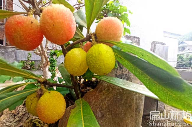 河南 開(kāi)封銷路1年嫁接楊梅苗油茶苗沃柑杯苗嘉寶果苗批發(fā)