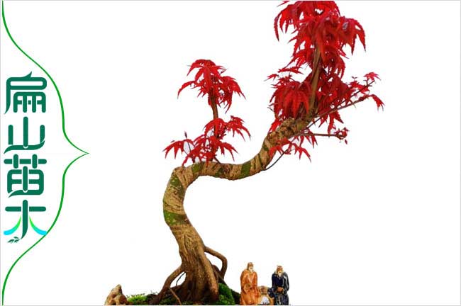 廣東珠海萬珠楓樹苗紅花繼木樹苗黃金枸骨樹苗批發(fā)-扁山苗木