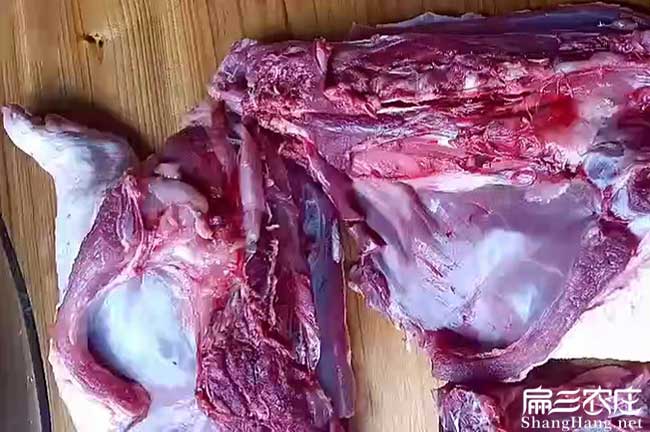 臺(tái)州肉兔種苗