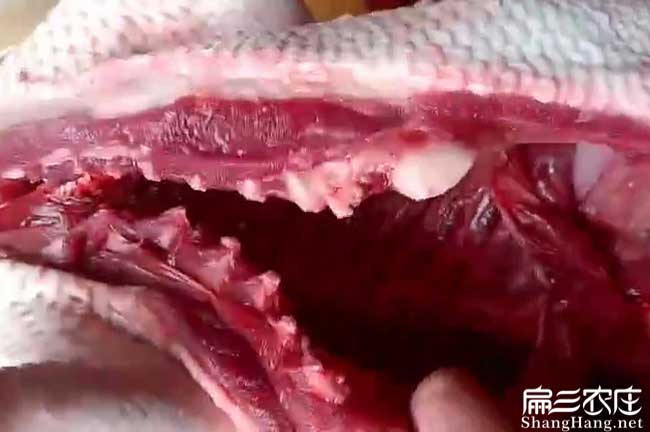 上杭肉兔肉批發(fā)
