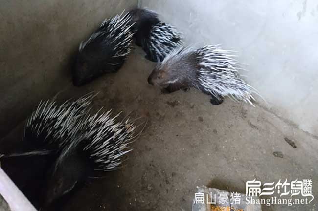 莆田肉兔養(yǎng)殖