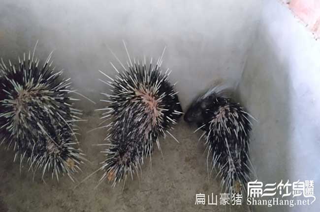 粵西肉兔養(yǎng)殖