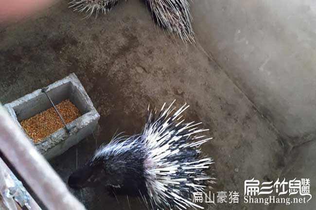 紹興肉兔養(yǎng)殖場(chǎng)