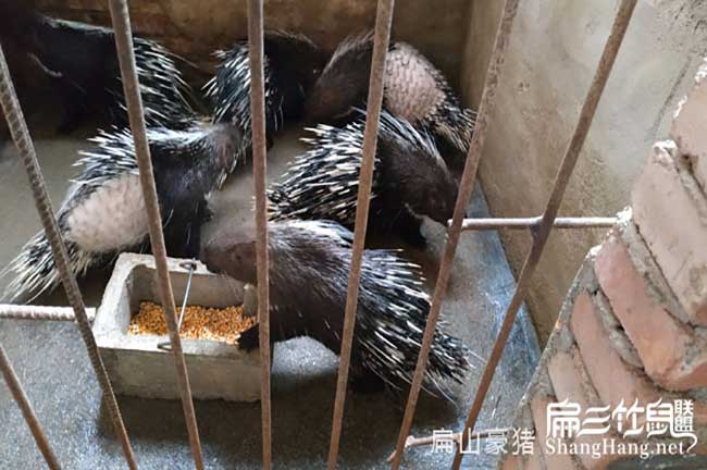 連城漳肉兔養(yǎng)殖