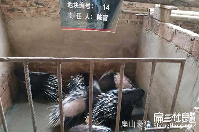 漳平肉兔肉批發(fā)