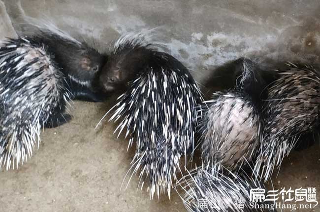 粵西肉兔養(yǎng)殖場