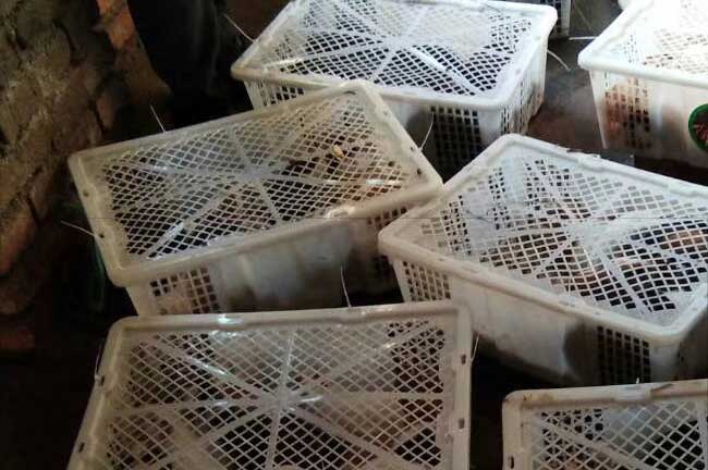 浙江賣(mài)豚鼠