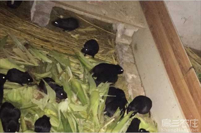 漳州黑豚養(yǎng)殖