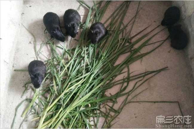莆田黑豚養(yǎng)殖