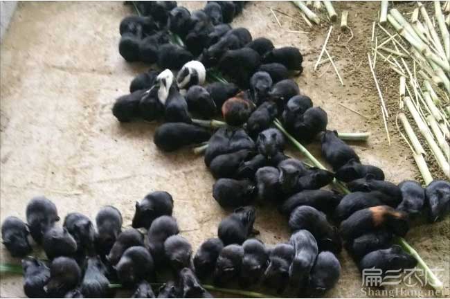 惠州豚鼠養(yǎng)殖
