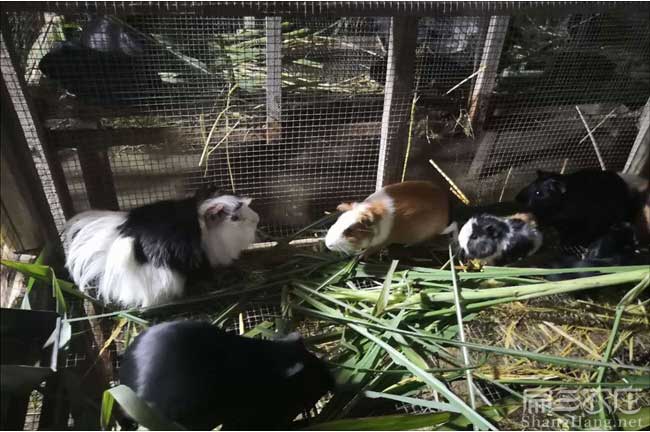 泉州豚鼠養(yǎng)殖基地-惠安溪永春德化黑豚回收購銷路價格-扁山兔業(yè)