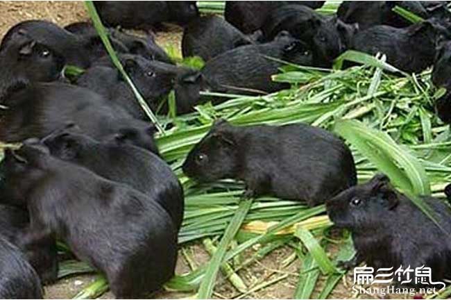 廣州黑豚養(yǎng)殖