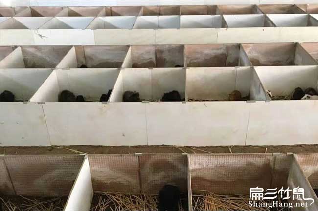 韶關陽江規(guī)模黑豚養(yǎng)殖基地清遠東莞黑豚鼠種苗批發(fā)回收購市場