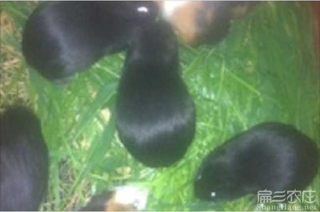 竹鼠在黃村養(yǎng)殖一般銷