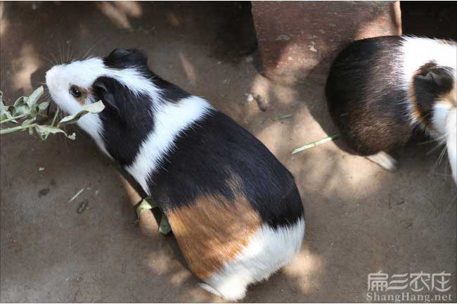 福建彩豚鼠