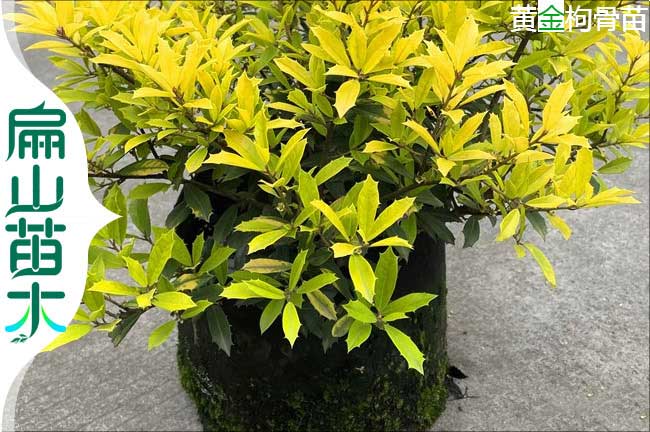 思明區(qū)黃金枸骨樹苗
