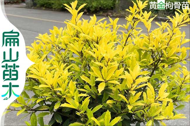 漳州黃金枸骨樹(shù)苗
