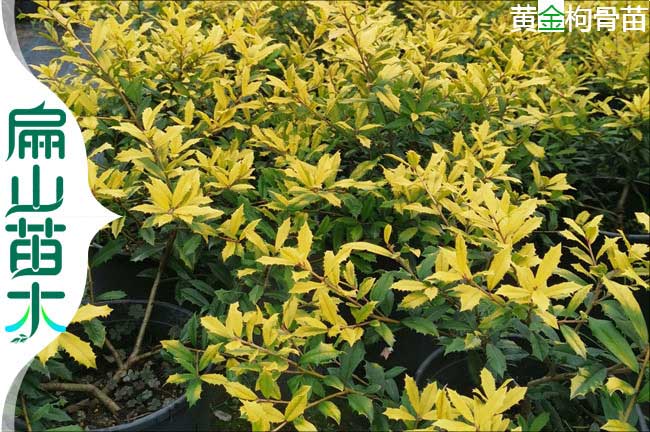 廣州黃金枸骨樹苗