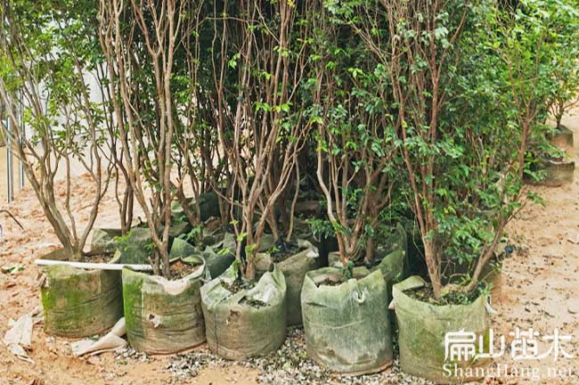 武陟縣嘉寶果苗批發(fā)