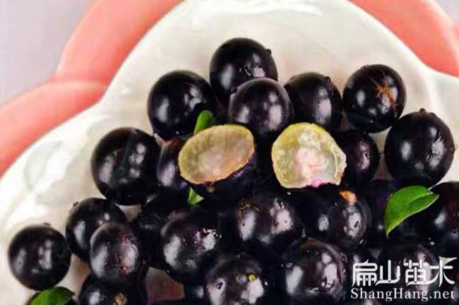 1-8年 鶴壁培育嘉寶果苗車(chē)?yán)遄游指堂缟疤墙蹣?shù)苗種植批發(fā)