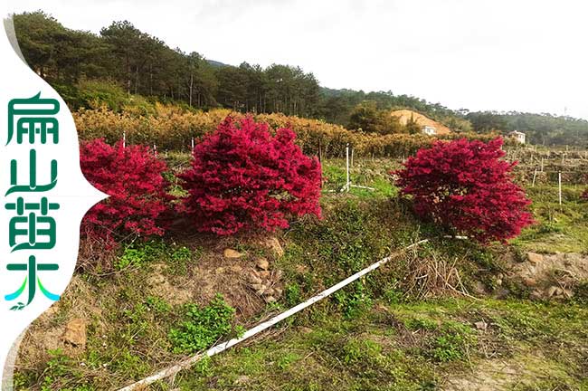 福建紅繼木苗
