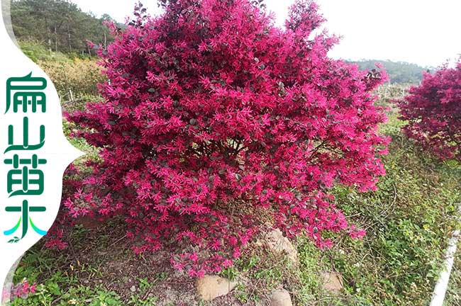 廈門(mén)紅花繼木培育