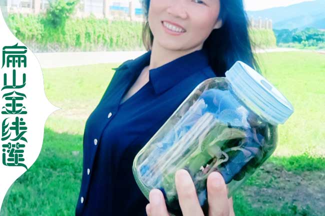 黔西南興義金線蓮種植批發(fā)價(jià)格多錢一珠 仿野生紅霞瓶裝苗