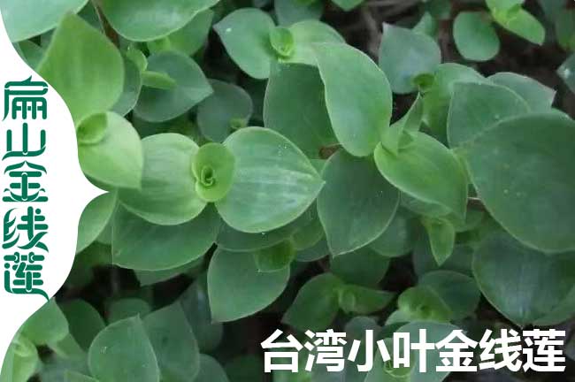 臺灣小葉金線蓮苗