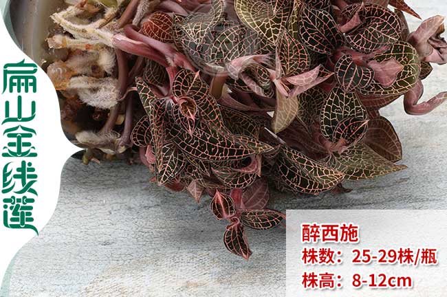 岳麓金線蓮價格