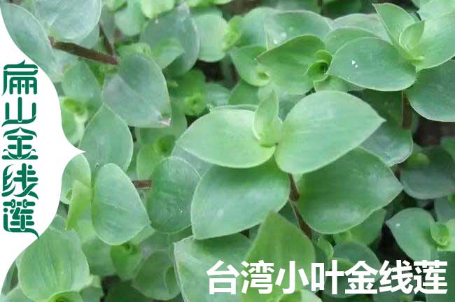 臺(tái)灣小葉金線蓮苗批發(fā)