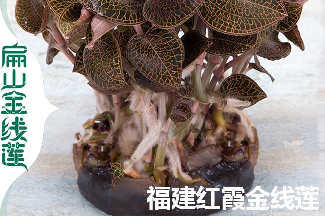 福建紅霞金線蓮苗批發(fā)
