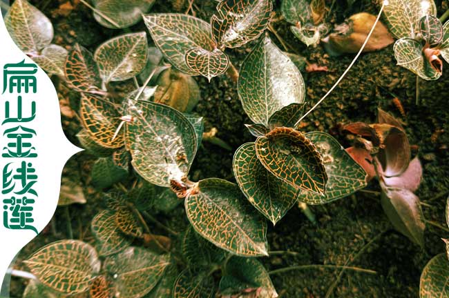 G廣西紅霞金線蓮種植基地 廣西桂林紅桿金線蓮種苗批發(fā)3.9元