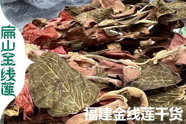 龍巖的金線蓮干貨