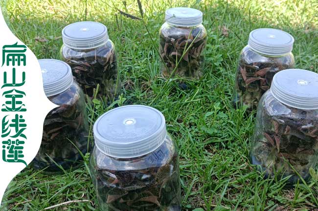 大文山瓶裝金線蓮種苗批發(fā) 云南文山金線蓮種植基地價(jià)格3元