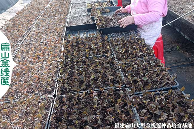 普洱5種金線蓮種苗批發(fā)品種 云南2024尖紅霞圓葉大葉紅桿6元