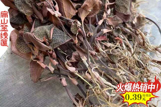 Y宜春培組金線蓮裝瓶苗基地價(jià)格好 宜春金線蓮種植批發(fā)9元