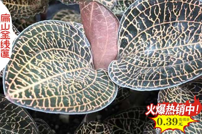 陜西金線蓮種苗批發(fā)