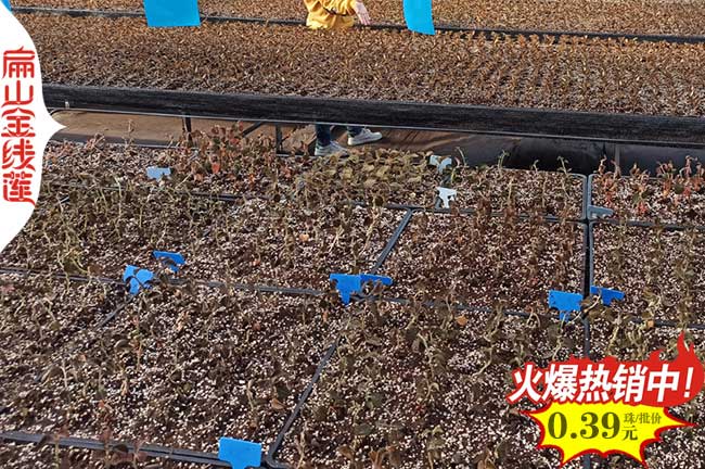 在福建廣西貴州云南浙江金線蓮的產(chǎn)地種植環(huán)境 條件 氣候