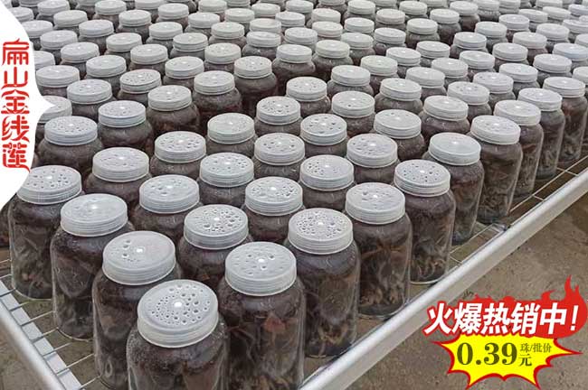 種苗 西雙版納洪景金線蓮種苗批發(fā) 規(guī)?；N植基地價0.6元