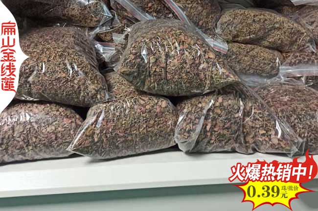 福建金線蓮種苗供應