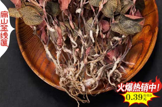 湖北的仙桃：金線蓮種苗規(guī)?；a(chǎn)種植基地 好項目