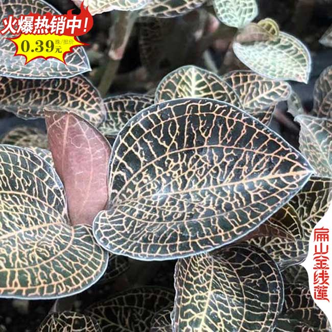 福建金線蓮包裝