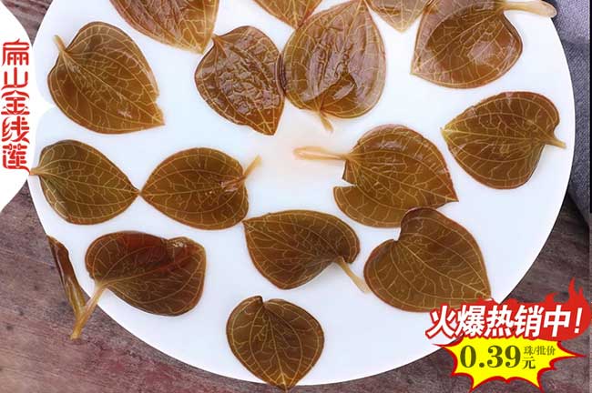 福建金線蓮干貨供應