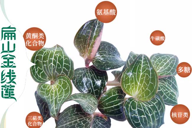 水城金線蓮種植