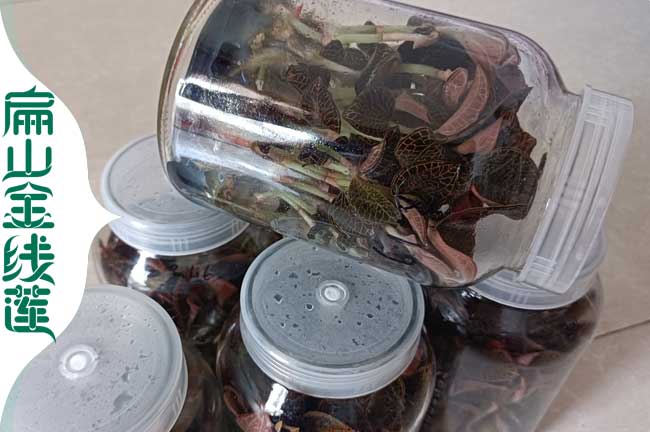 金線(xiàn)蓮瓶裝苗