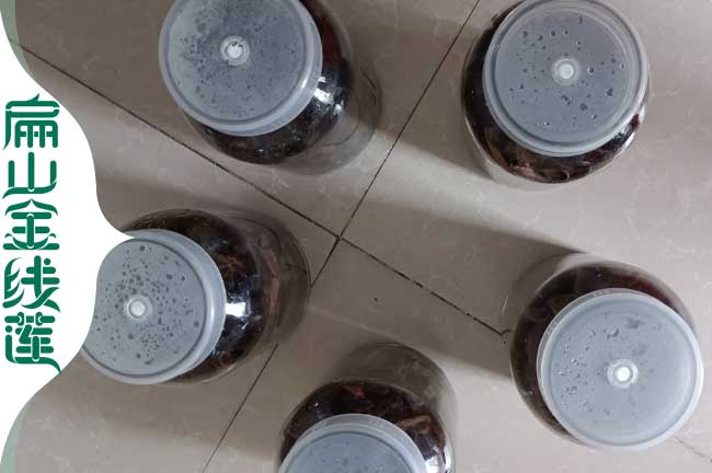 弋陽(yáng)金線蓮瓶裝苗