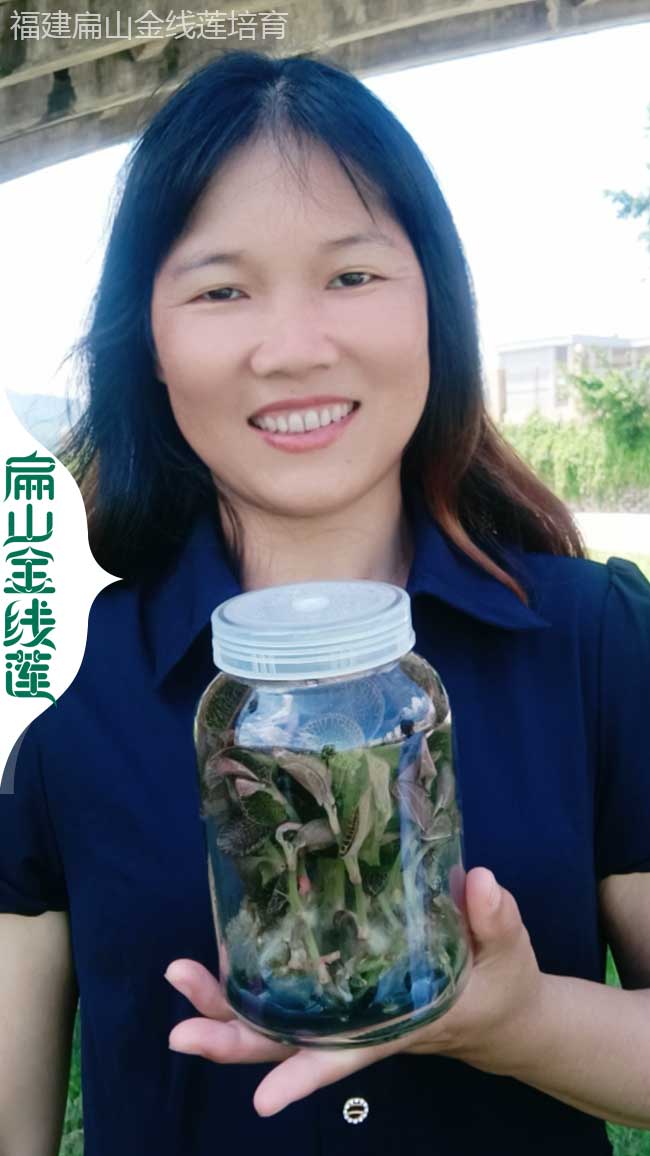 DH德宏金線蓮種植基地 德宏紅霞金線蓮干貨批發(fā)價格1800元/斤