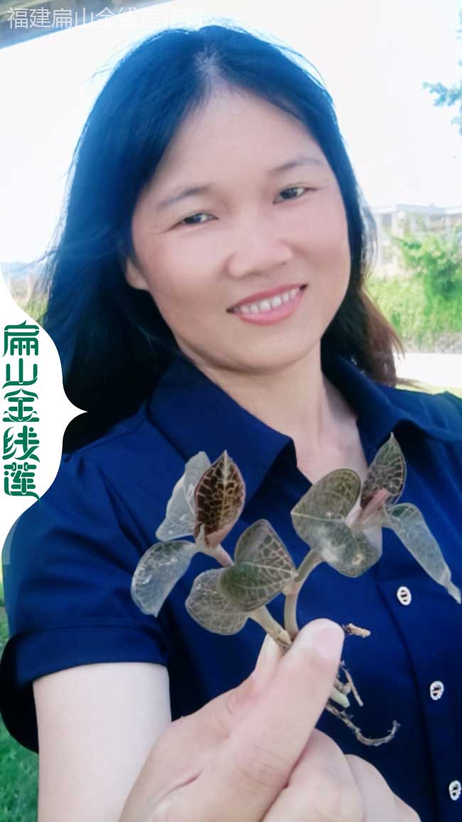 Y廣西玉林規(guī)?；鹁€蓮生產(chǎn)基地 玉林批發(fā)紅霞紅桿大葉2元