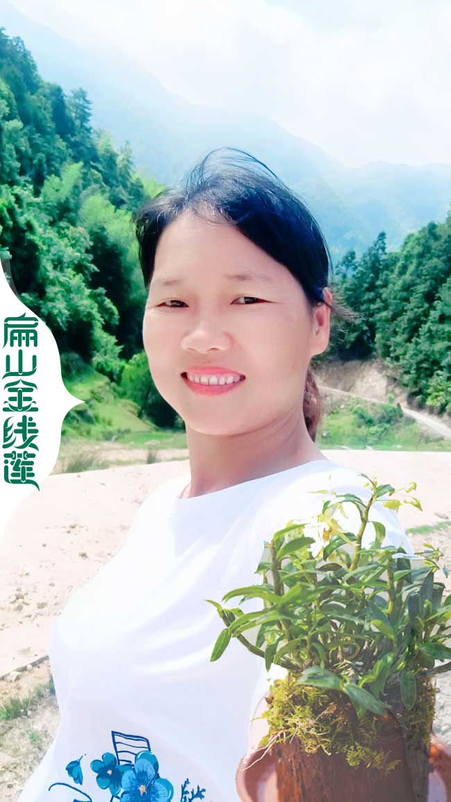 浙江金線蓮培育招工 浙江金線蓮種植招聘工人 種苗批發(fā)9元